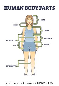 Human body parts anatomy with basic physiological division outline diagram. Labeled educational model scheme with head, neck, chest, abdomen, extremity, hip and pelvis location vector illustration.