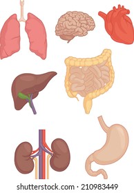 Human Body Parts - Brain, Lung, Heart, Liver, Intestines