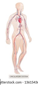 Human Body Parts. Circulatory Vascular System. Man Anatomy. Hand Drown Vector Sketch Illustration Isolated