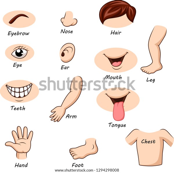 Human Body Parts Collection Set Stock Vector (Royalty Free) 1294298008