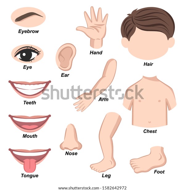 Human Body Parts Collection Set Vector Stock Vector (Royalty Free ...