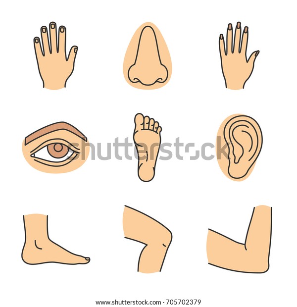 人体部位颜色图标设置 男性和女性的手 鼻子 眼睛 脚 耳朵 肘关节 膝盖 孤立矢量插图库存矢量图 免版税