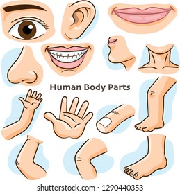 Human body parts, different parts of the body for teaching. Body details, cartoon flat design - Vector Illustration.