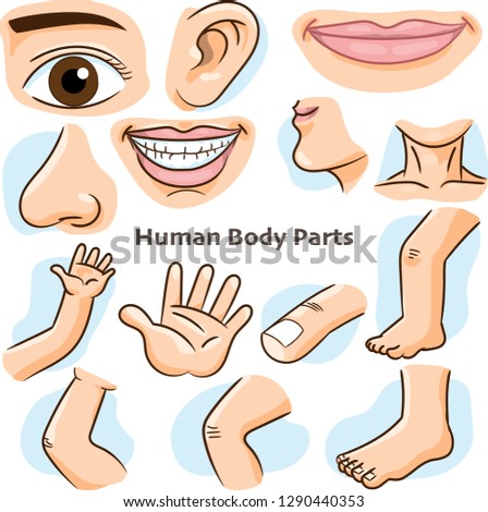 Human body parts, different parts of the body for teaching. Body details, cartoon flat design - Vector Illustration.