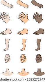 Human Body Parts Diversity Activity - Learning About Different Skin Tones and Anatomy