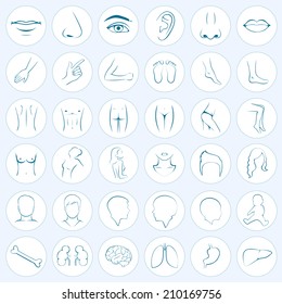 human body parts, five senses, organs, medical vector icons