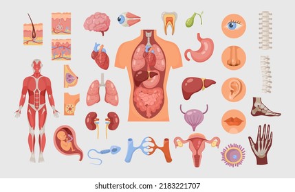 Human body parts and internal organs vector illustrations set. Cardiovascular, respiratory and digestive systems isolated on white background. Anatomy, physiology, education, medicine, science