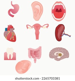 Human body parts, Human Internal organs: Such as Stomach, Kidney, Teeth, Jaws, Heart, Small intestine, Large Intestine Brain and more illustration editable vector.