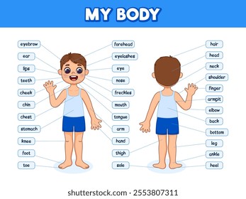 Human body parts for kids. Illustrated diagram of the anatomy of a boy. Cartoon style illustration. Anatomy poster with body parts name.