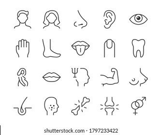 Human body parts line icon. Minimal vector illustration with simple thin outline icons as arm, mouth, hand, human, leg, acne, nose, pregnant, eye, and other anatomy. Editable Stroke