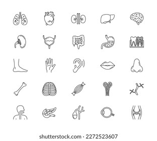 Human body parts linear icons set. Anatomy. Vector illustration.