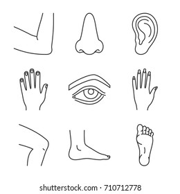 Human body parts linear icons set. Male and female hands, nose, eye, feet, ear, elbow joint, knee. Thin line contour symbols. Isolated vector outline illustrations
