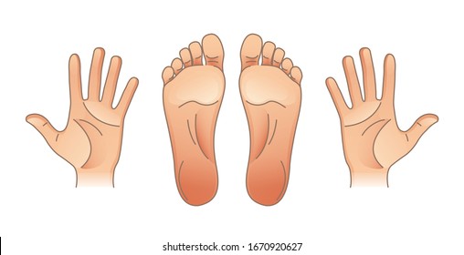 Human body parts. Male and female hands and feet. For your design