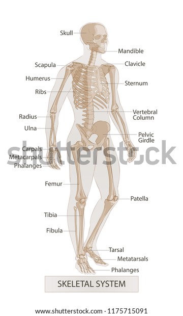 Human Body Parts Man Skeletal Anatomy Stock Vector (Royalty Free ...