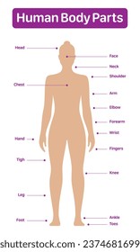 Human body parts medical diagram with female model, vector poster on a white background.