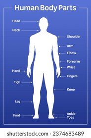 Human body parts medical diagram with male model, vector poster on a blue background.