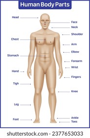 Diagrama médico de partes del cuerpo humano con modelo masculino, afiche anatómico vectorial.