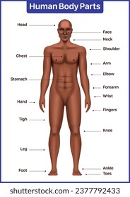 Human body parts medical diagram with black male model, anatomical vector poster.