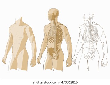 Human body parts skeletal man anatomy vector illustration isolated