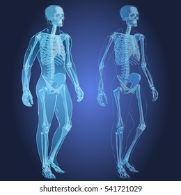 Human body parts skeletal man anatomy vector illustration isolated