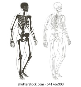 Human body parts skeletal man anatomy vector illustration isolated