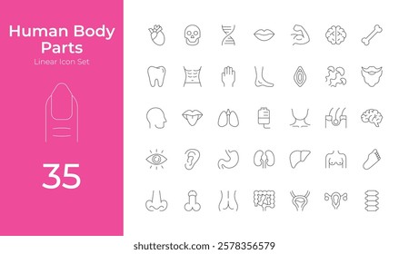 Human Body Parts Vector Icons Set. Anatomy Illustrations of Organs, Bones, Muscles, and Body Systems. Editable Linear Collection.