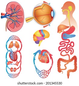 Human Body Parts Vector Set