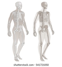 Human body parts. Vector skeletal system. Isolated illustration sketch of man anatomy.