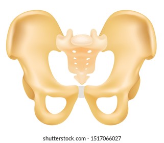 Human Body Pelvis Bone 