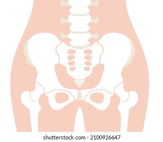 Human body (pelvis and hips)

In Japanese, it is described as "lumbar spine," "sacrum," "coccyx," "pubis," "ischium," and "hip joint."