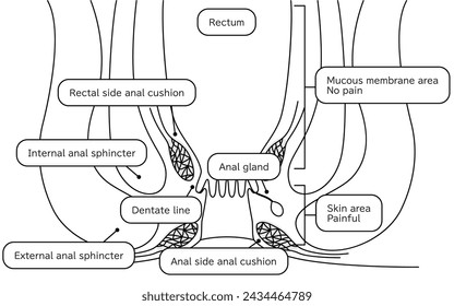 Área del recto y el ano del cuerpo humano Ilustraciones, vista de sección transversal - Traducción: Área de la membrana mucosa, área de la piel, área del recto, cojín anal