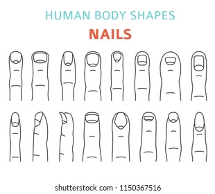 Human body shapes. Hand finger nail types set. Vector illustration