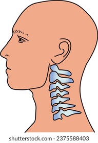 Human body sideways cervical skeleton diagram