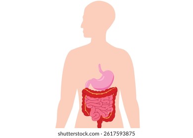 Human body silhouette with digestive system organs, including stomach and intestines, medical illustration. eps 10