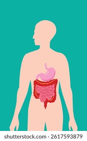 Human body silhouette with digestive system organs, including stomach and intestines, medical illustration. eps 10