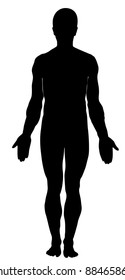 Human Body Silhouette. Male Anatomy