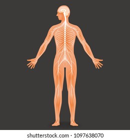 human body silhouette and nervous system, vector illustration