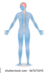 human body silhouette and nervous system, vector illustration