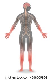 human body silhouette and nervous system, vector illustration