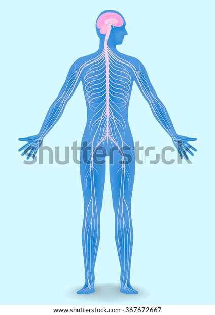 human body silhouette and nervous system,\
vector illustration