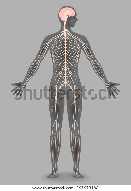 Human Body Silhouette Nervous System Vector Stock Vector (Royalty Free ...