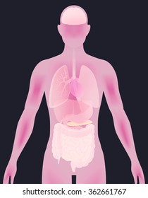 human body silhouette and various organs, vector illustration