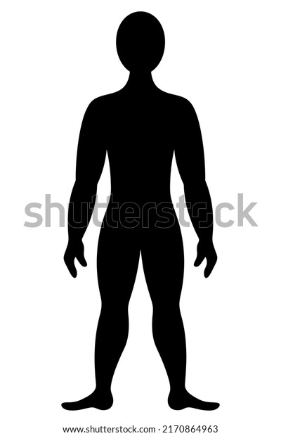 Der menschliche Körper. Silhouette. Vektorgrafik. Muskulärer: Stock ...