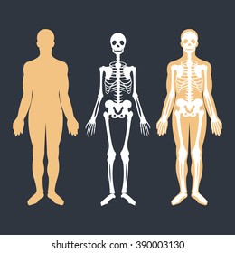 Human body and skeletal system flat illustrations set. Body silhouette, skeleton and bones inside body. Educational anatomy materials. Vector illustration