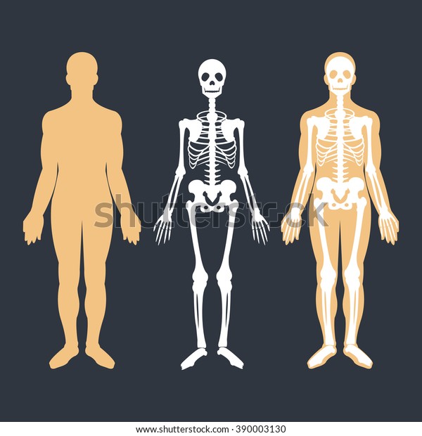 人体と骨格系のフラットイラストセット ボディのシルエット スケルトン およびボディ内のボーン 教育解剖学資料 ベクターイラスト のベクター画像素材 ロイヤリティフリー