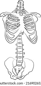Human body and skeletal system. medically accurate illustration of the human skeleton. Educational anatomy materials. Vector illustration
