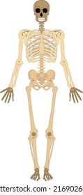 Human body and skeletal system. medically accurate illustration of the human skeleton. Educational anatomy materials. Vector illustration