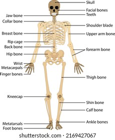 Human Body Skeletal System Medically Accurate Stock Vector (Royalty ...