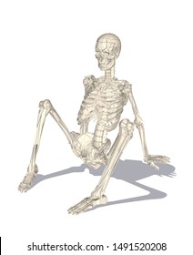 human body skeleton, anatomy bones, and skull in realistic style with perspective view and white background. -vector