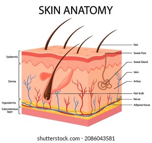 Human Body skin anatomy vector illustration with parts vein artery hair sweat gland epidermis dermis and hypodermis